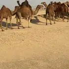ابل للبيع العدد 20 متن