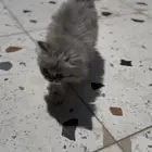 قطط صغار