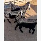 للبيع تيوس لبانيه