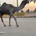 للبيع البعير البكستاني الكفوو