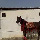 حصان واهو ورق