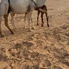 عشرا ثنو تحتها قعود