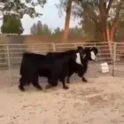 فحول عوارض فاخره للبيع