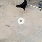 طقم شامو الماني هزاز