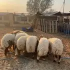 رخال نعيم