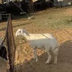 رخل حريه صنف الصنف