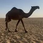 ضريبه صفراء