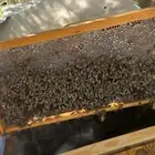 عسل سدر بلدي