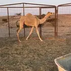 بكره حره الكسيحه