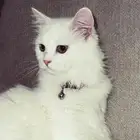 قطه نوعها شيرازي بيور طالبه تزاوج