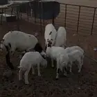غنم متاويم طيبه للبيع