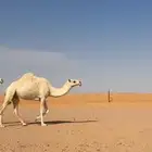 للبيع ضروبه ام رابع الموقع الجله على جميع الشروط