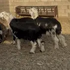 للبيع طليان جذعان