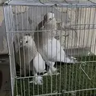 حمام تركي الفين