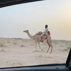 رحول ابل ثنيه طوع