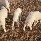 بهم حري تم البيع وجعل من قربنا يربح