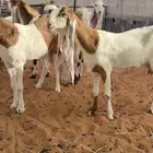 معزا هولنديات