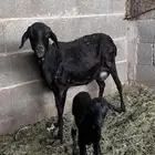 شاة بربرية تحتها رخل