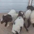 هرافى نعيم رخال العدد 5