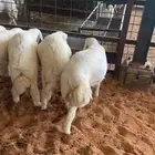 طليان ذبايح حريه