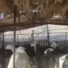 ضان حريات ونجد مضاريع ودفيع