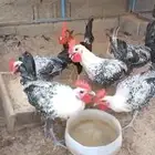 ديوك فيومي شبابي وديوك فريات وشوكي