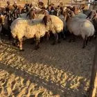 غنم للبيع