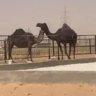 للبيع اللقحه الكفو