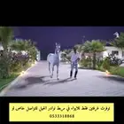 اسطبل نوادر الخيل للايواء والعنايه الكامله باسعار