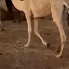 قعود للبيع