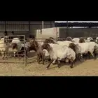 غنم نعيم خصم الخصم .