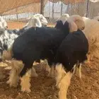 طليان نجد برية ( تم البيع )