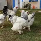 براهما