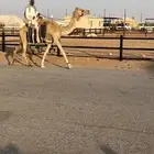 حول حمرا طوع راس وظهر