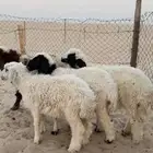 حريات امهن حريه وابوهن نعيمي اعمارها من شهرين ونص الا3