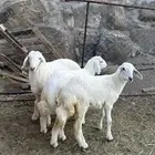 2 طليان و 1 رخال سمان وطيبه مشالله