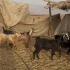 معزا