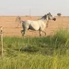 حصان شعبي للبيع