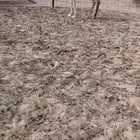حواره رمانيه طيبه