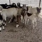 القاعه