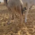 مطلوب حشو لبانيه فاخره شرط وترضع امهاتها