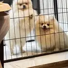 بوميرينيان مستوردين للبيع