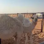 حشو للبيع