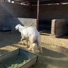 فحل حرش صنف