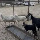 عنز عليها ثنين وشاه عليها وخل