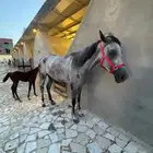 خيل شعبي مع المهره