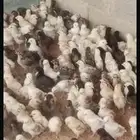 100 صوص بلدي عمر اسبوعين