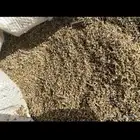 بذور رودس نظيفه
