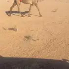 عشرا شعلا بايع ولدها اليوم