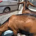 تيسين حبص فل شحم